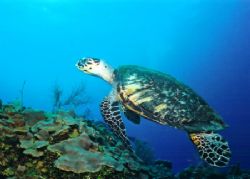 Hawksbill turtle, taken in Belieze near
the Elbow, Nikon... by Marylin Batt 